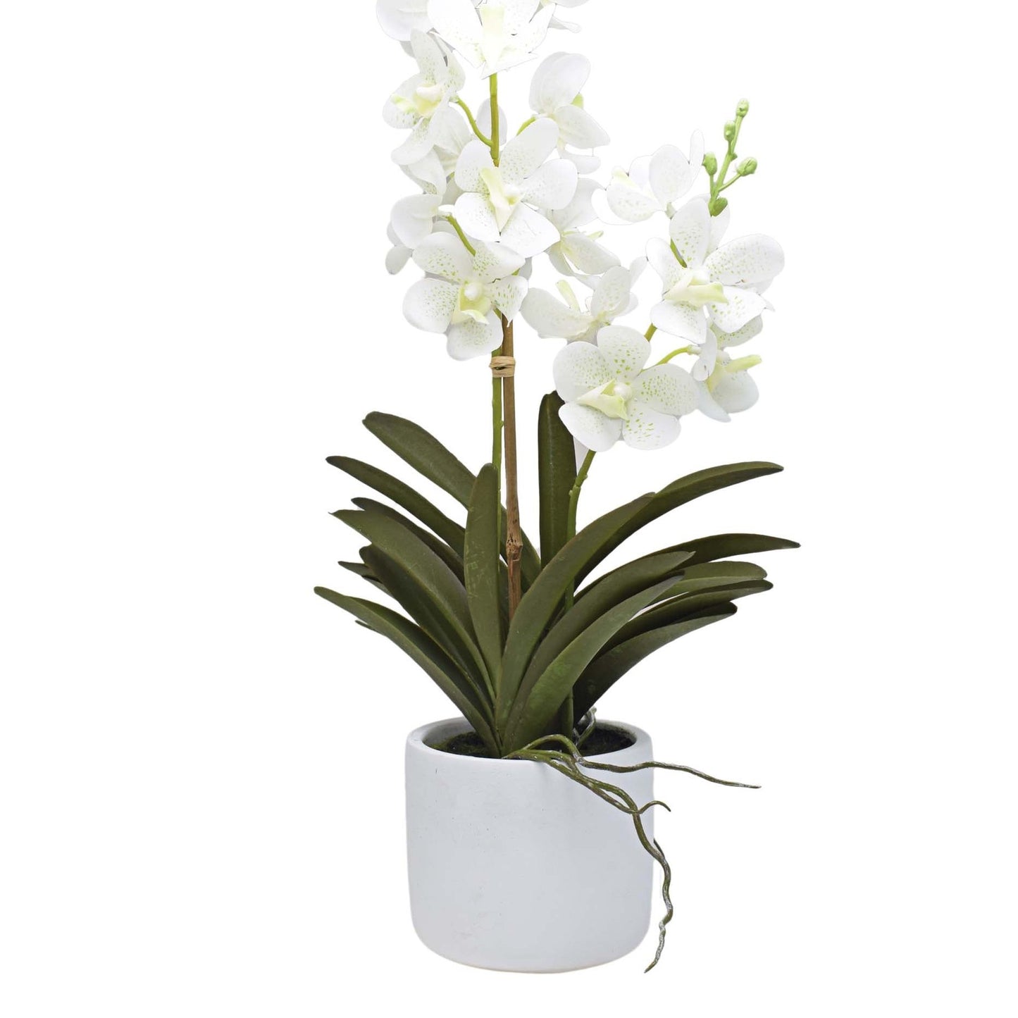 Urban Decor 56cm Ascocenda Pot Plant - White
