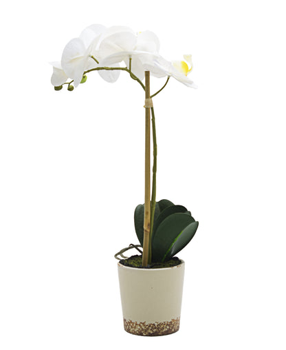 Urban Decor Two Tone Real Touch Orchid 43cm- White