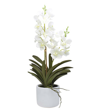 Urban Decor 56cm Ascocenda Pot Plant - White