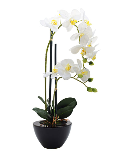 Urban Decor White Orchid In Black Pot- 50CM