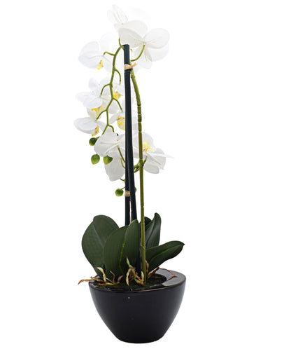 Urban Decor White Orchid In Black Pot- 50CM