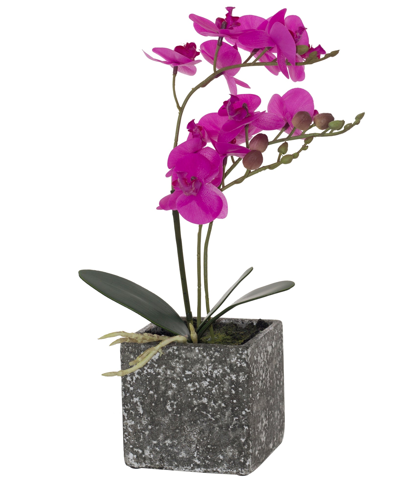 Urban Decor Cerise Orchid In Pot 36cm - Pink